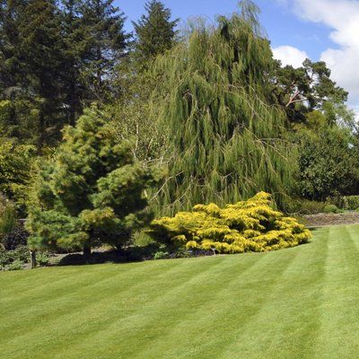lawn