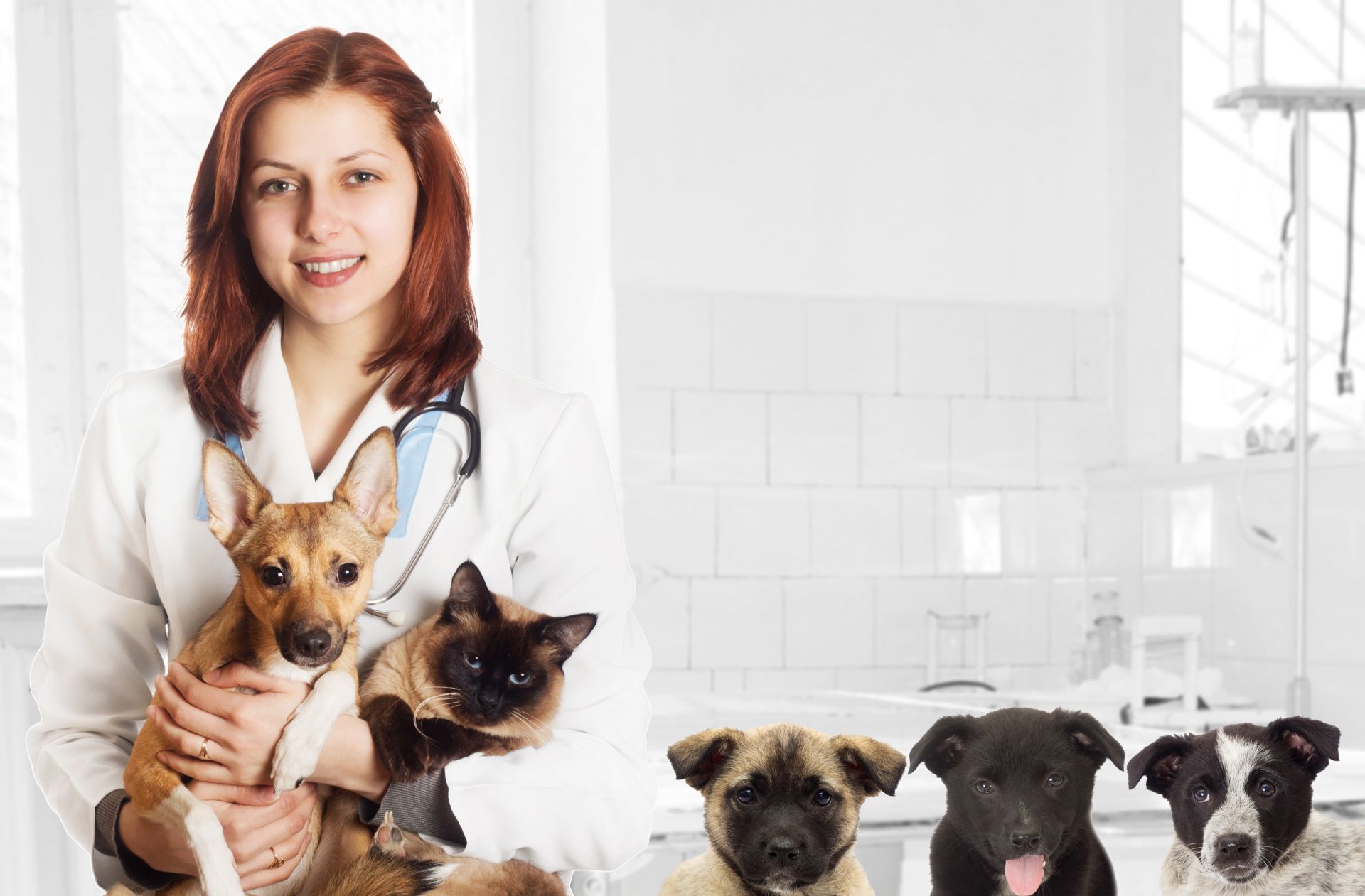 patologie veterinarie