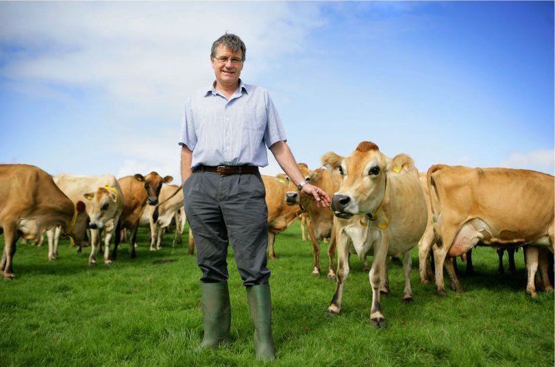 Brooke's Dairy Robert and Jersey cows in Wales