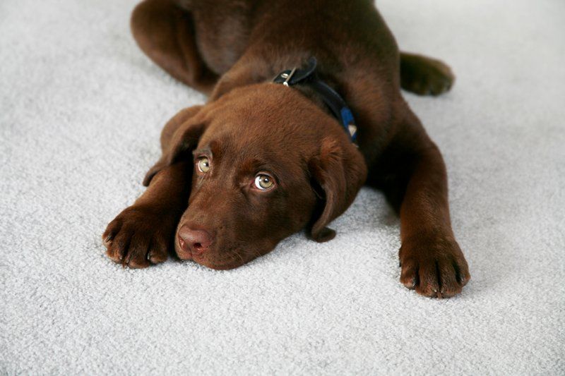 Cute Dog on Carpet — Goldsboro, NC — Eli's Friends Cute Dog on Carpet — Goldsboro, NC — Eli's Friends
