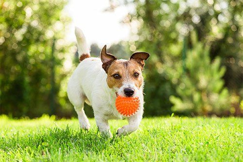 Dog Playing with Ball Outside — Goldsboro, NC — Eli's Friends Dog Playing with Ball Outside — Goldsboro, NC — Eli's Friends