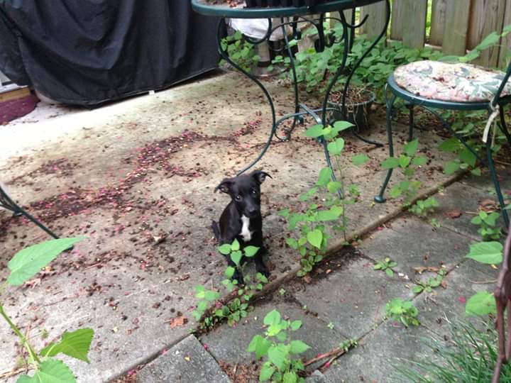 Cute Puppy — Goldsboro, NC — Eli's Friends