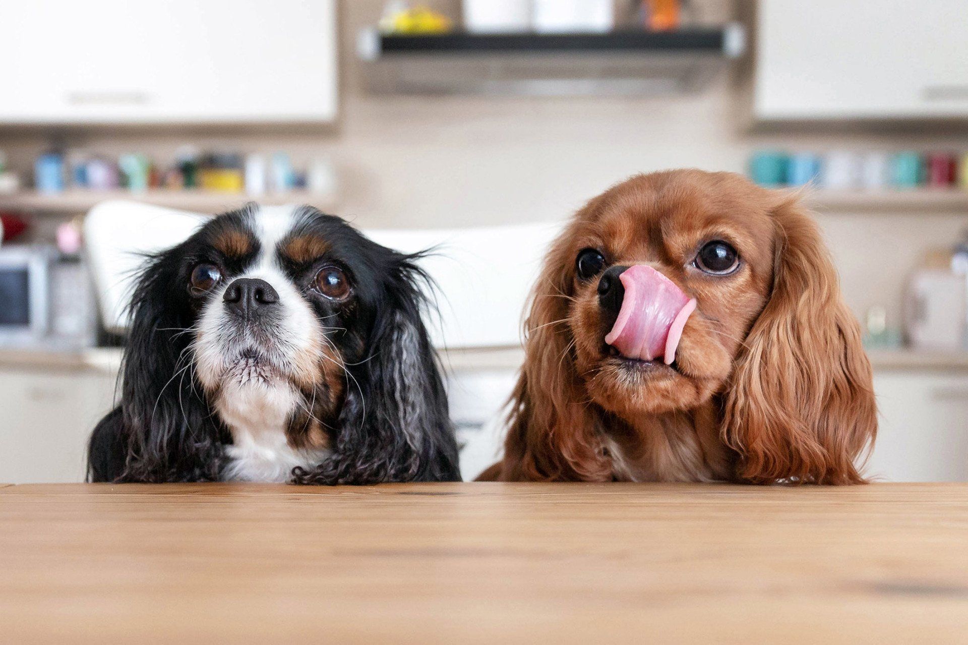Two Dogs Behind the Table — Goldsboro, NC — Eli's Friends