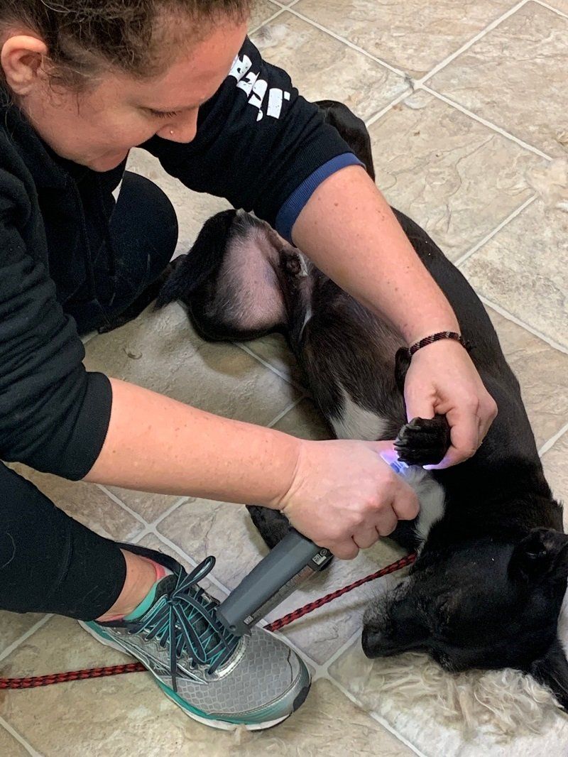 Dog Being Groomed — Goldsboro, NC — Eli's Friends