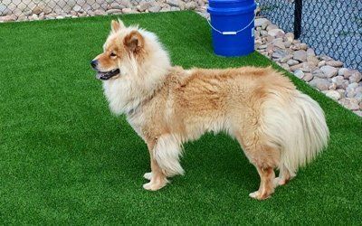 Happy Dog on Playground — Goldsboro, NC — Eli's Friends