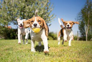 Happy Dogs are Playing — Goldsboro, NC — Eli's Friends