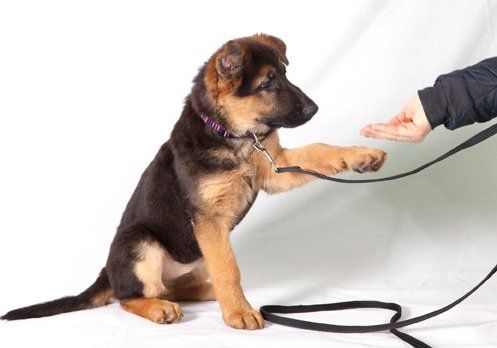 Training a Dog — Goldsboro, NC — Eli's Friends Training a Dog — Goldsboro, NC — Eli's Friends