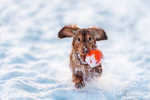 Dog Playing on Snow — Goldsboro, NC — Eli's Friends Dog Playing on Snow — Goldsboro, NC — Eli's Friends