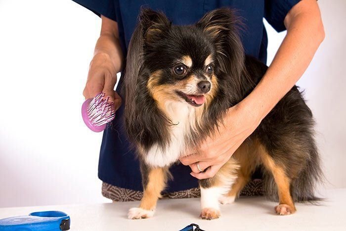 Dog on Pet Grooming Shop — Goldsboro, NC — Eli's Friends