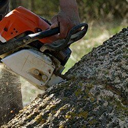 Tree trimming - Tree care in Lima, OH