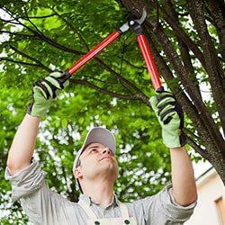 Tree Pruning - Tree care in Lima, OH Tree Pruning - Tree care in Lima, OH