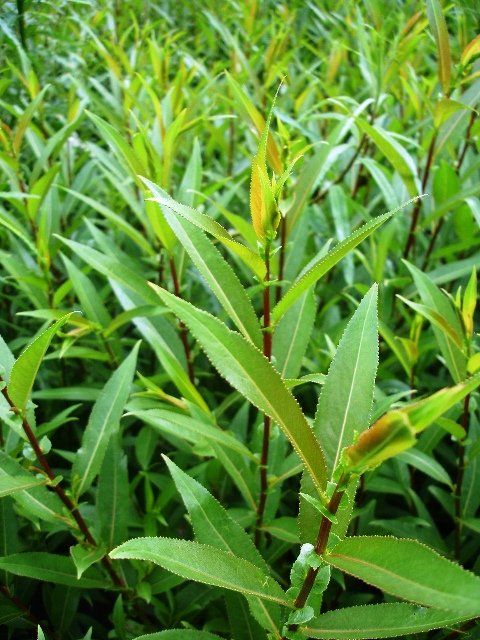 Willow Varieties