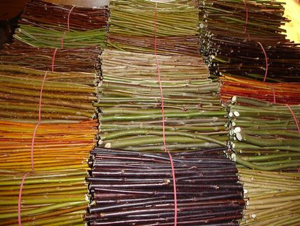 Willow Cuttings