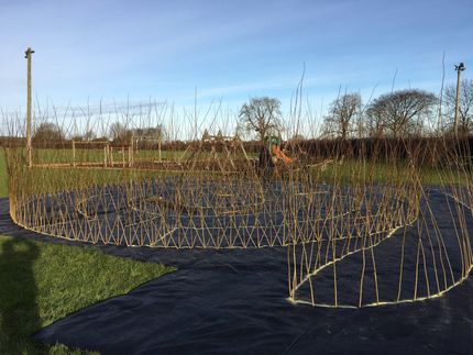 Living Willow Structures