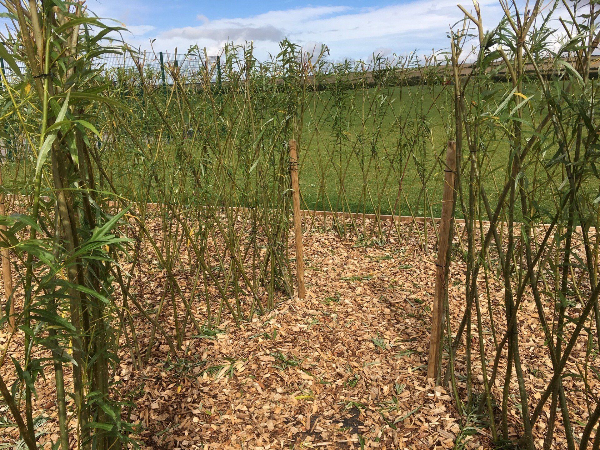 This Fedge is Part of Large Maze Willow Fedge
