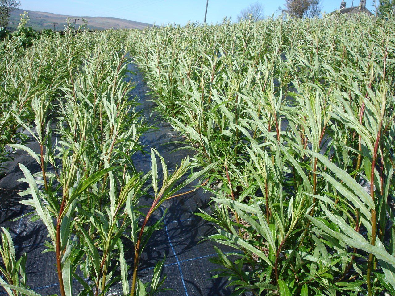 Willow Barrier