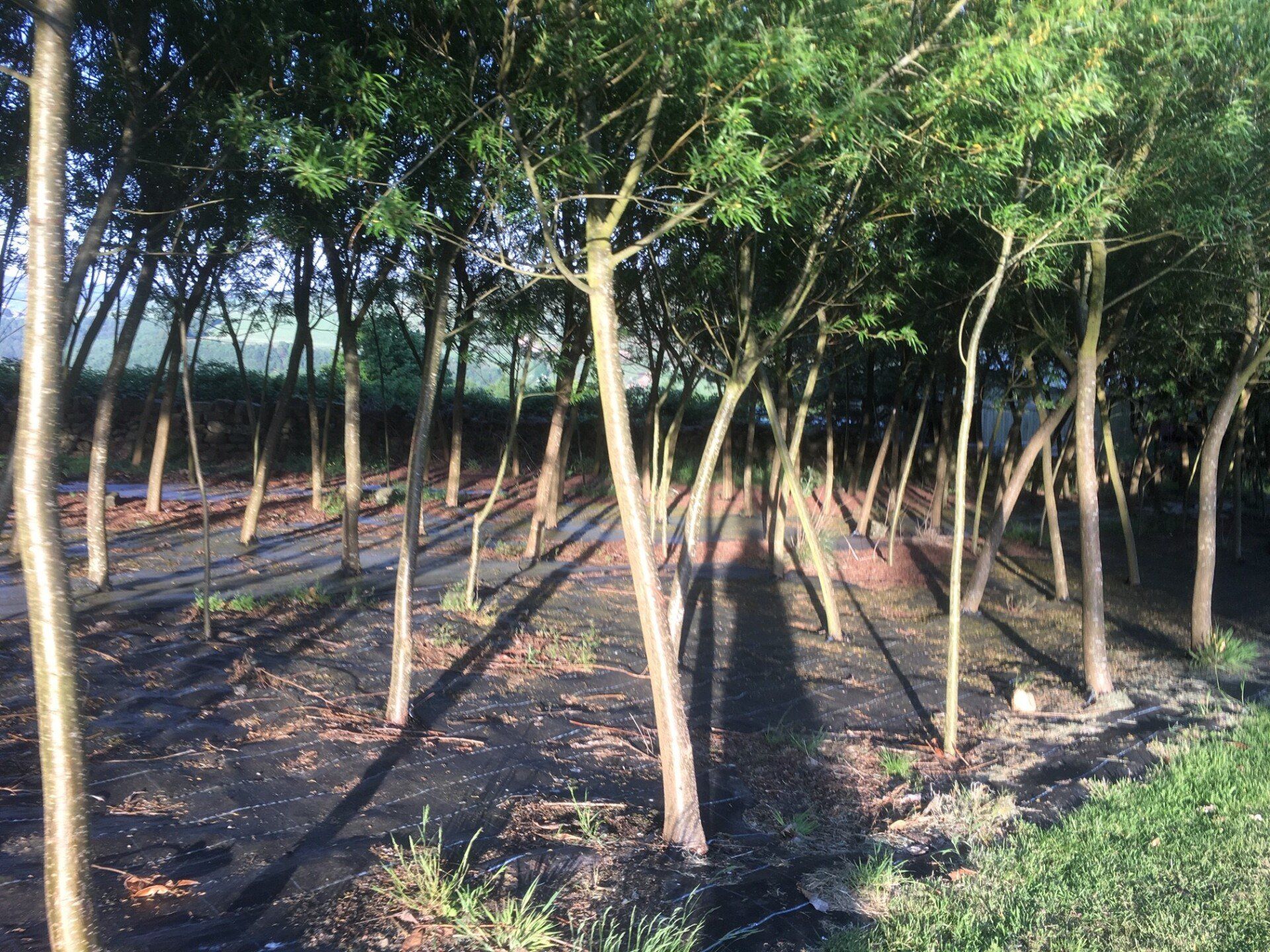 Biomass Willow Hybrids