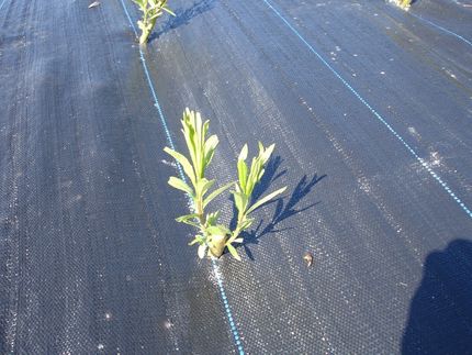 Willow Cuttings