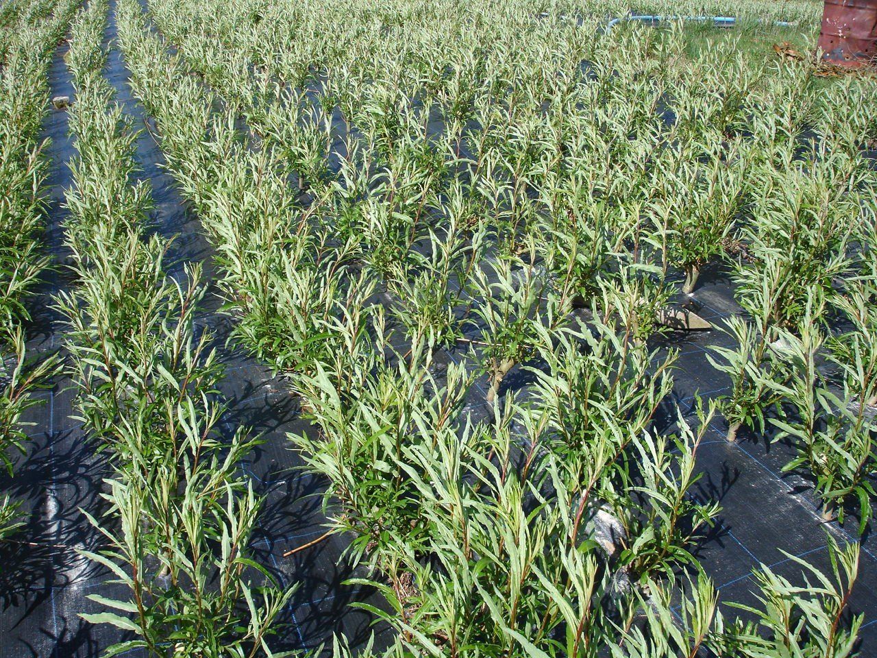 Willow Cuttings