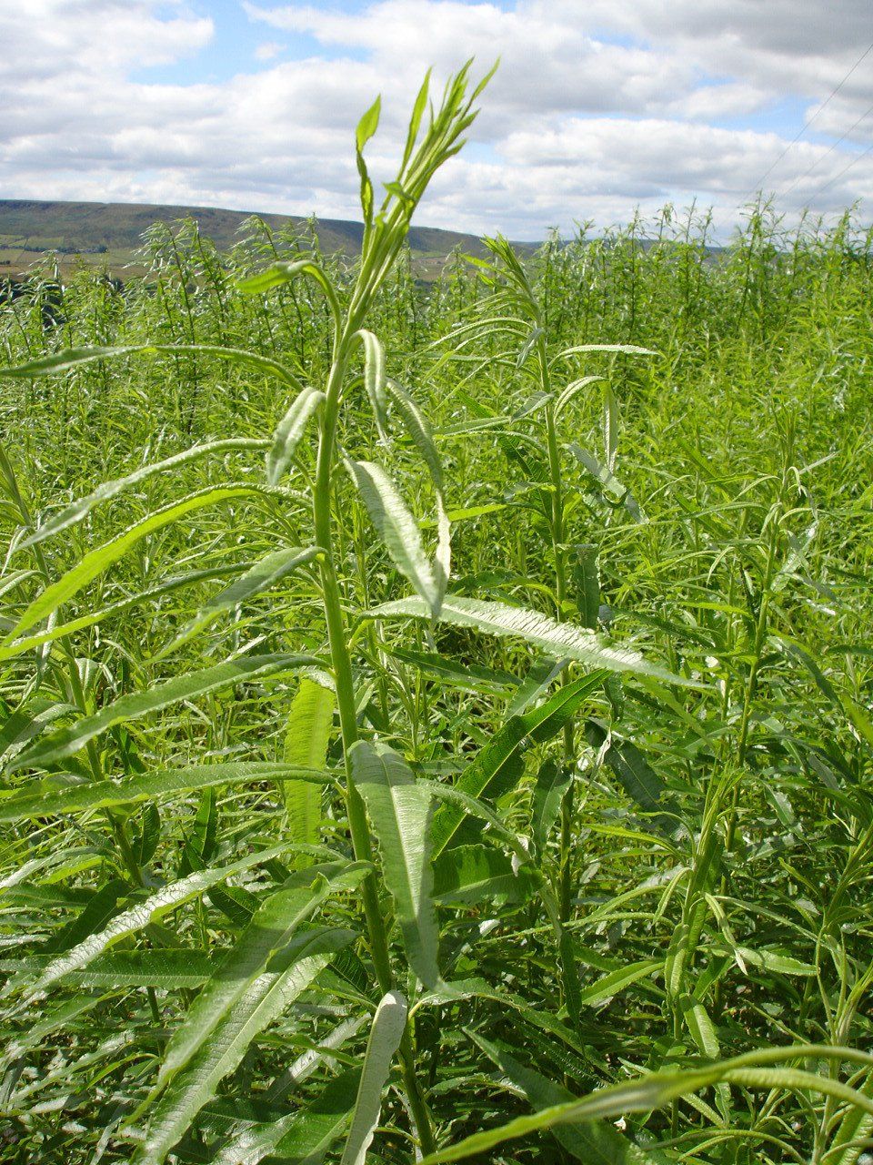 Willow Hybrid