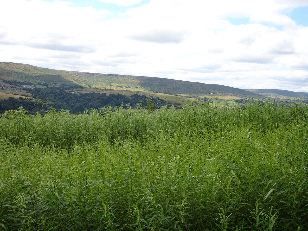 Willow Barrier