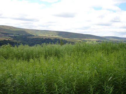 Willow Screen