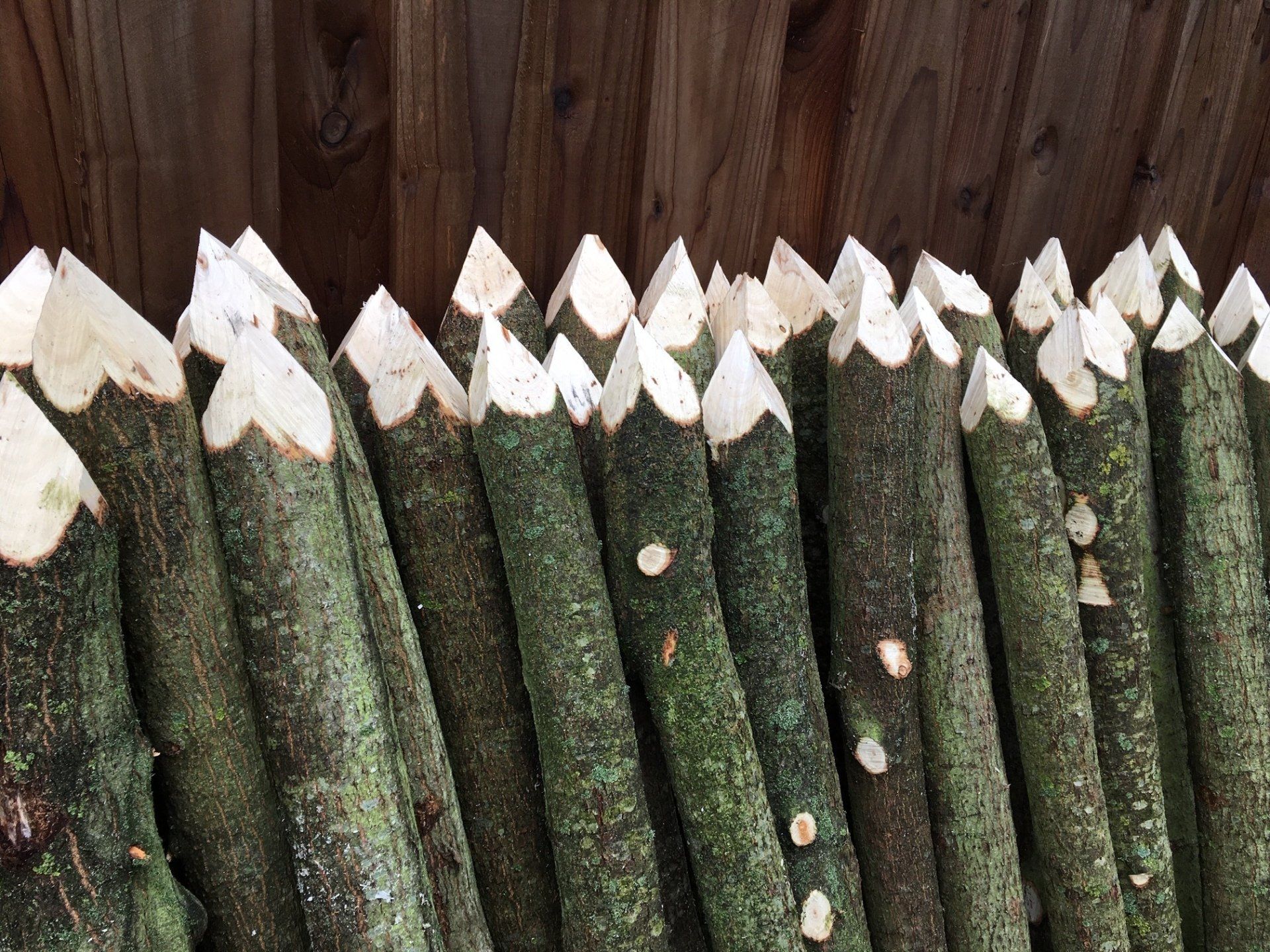 Living Willow Stakes