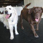 Puppy Day Care San Leandro, CA 10