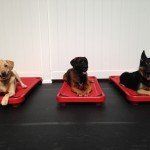 Puppy Day Care San Leandro, CA 11