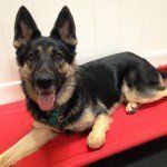 Puppy Day Care San Leandro, CA 12