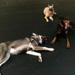 Puppy Day Care San Leandro, CA 12
