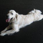 Puppy Day Care San Leandro, CA 13