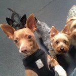 two puppies playing with dog sitter