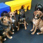 Dog Boarding San Leandro, CA