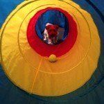 dog playing in tunnel