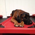 a dog relaxing