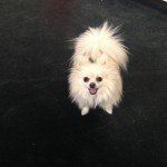 cute small dog