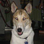 Puppy Day Care San Leandro, CA 7