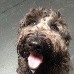 Puppy Day Care San Leandro, CA 8