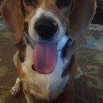 Puppy Day Care San Leandro, CA 9