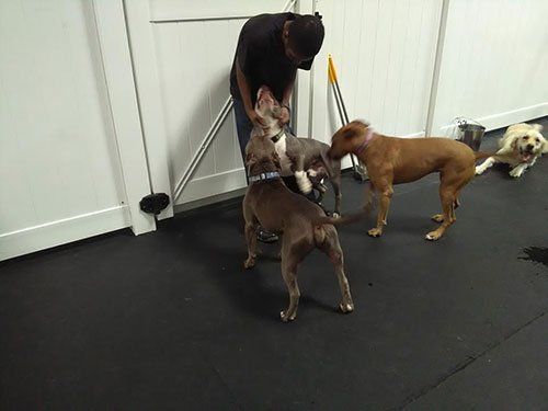 dogs playing at dog daycare