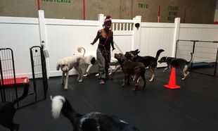 Dog Hotel San Leandro, CA