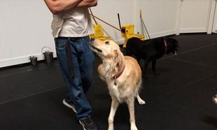 Dog Day Care San Leandro, CA