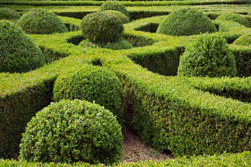 A formal garden