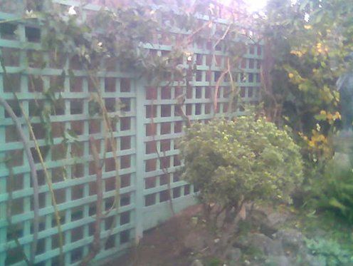 Trellis designs 11