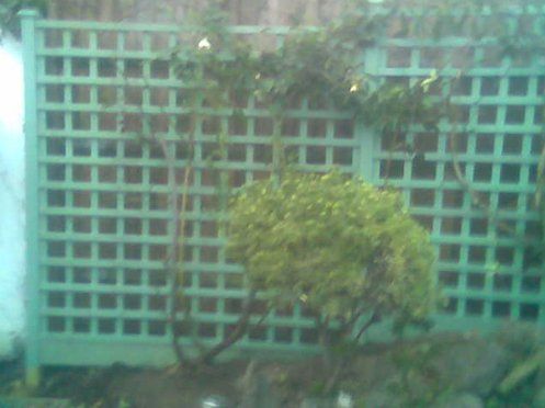 Trellis designs 12