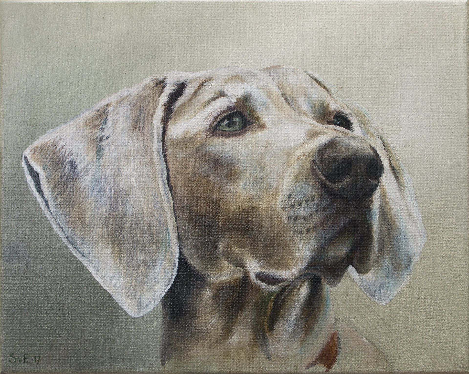 Schilderij Weimaraner Bowie, acryl op canvas