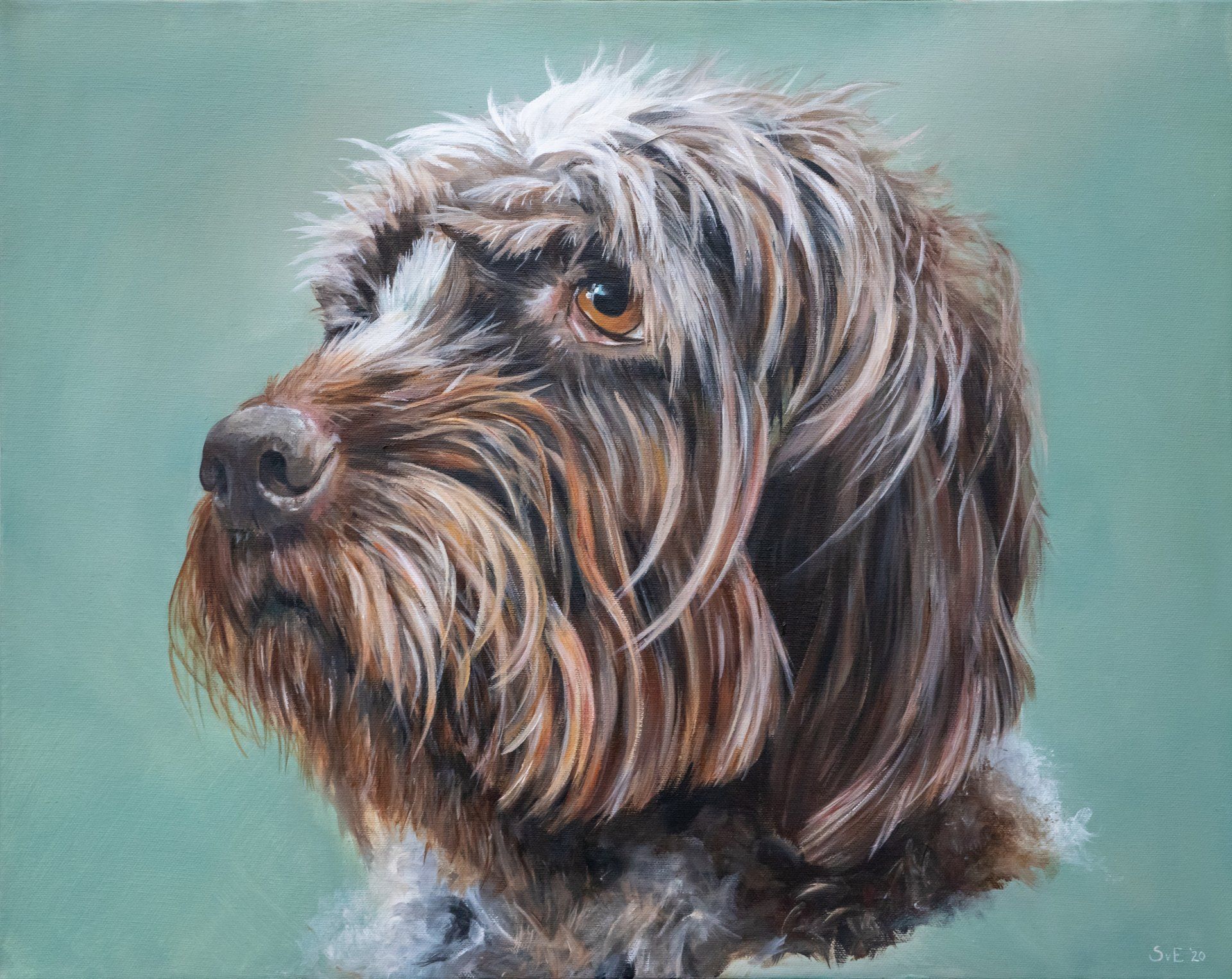 Korthals griffon , acryl op canvas