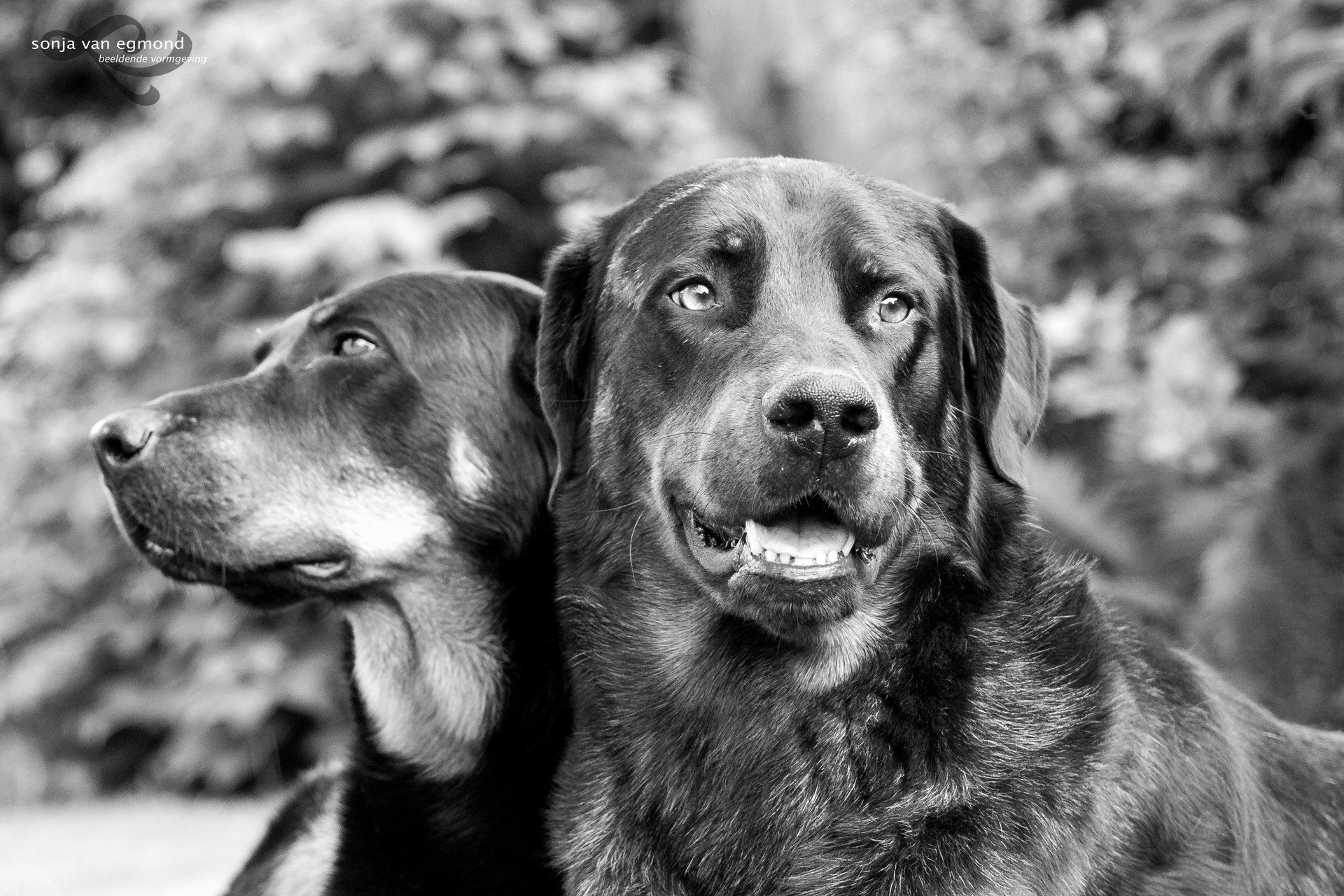 honden fotograaf