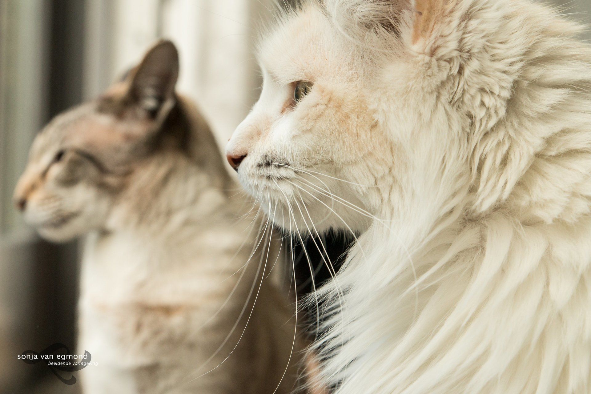 katten fotograaf